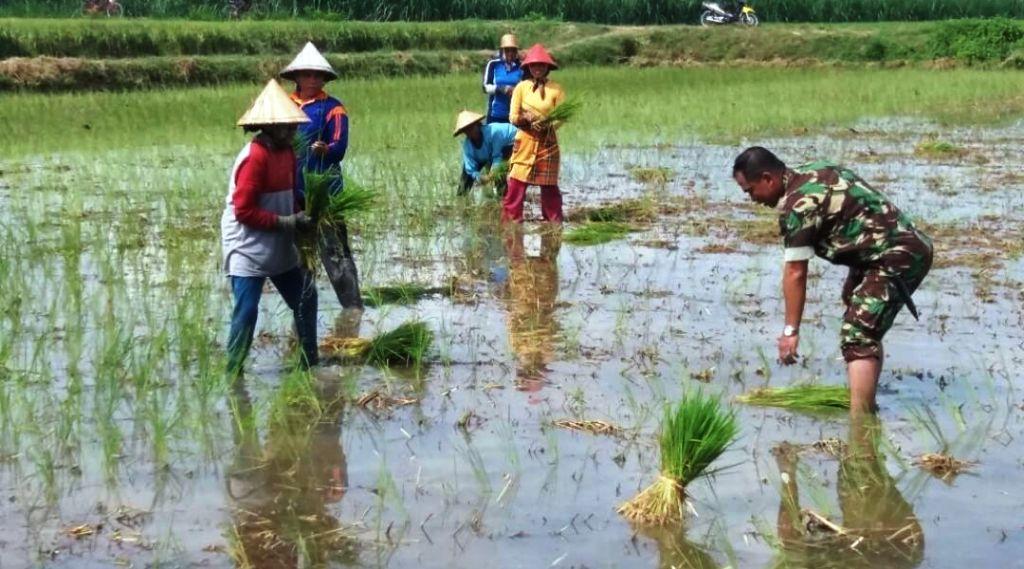 Babinsa Koramil 15/Batangan Pati Ikut Tanam Jajar Legowo